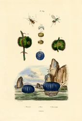 Anémona de mar